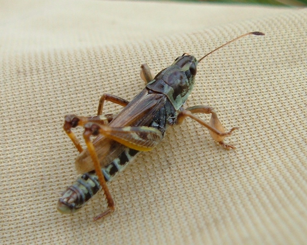 Ortotteri delle Orobie valtellinesi (Sondrio)